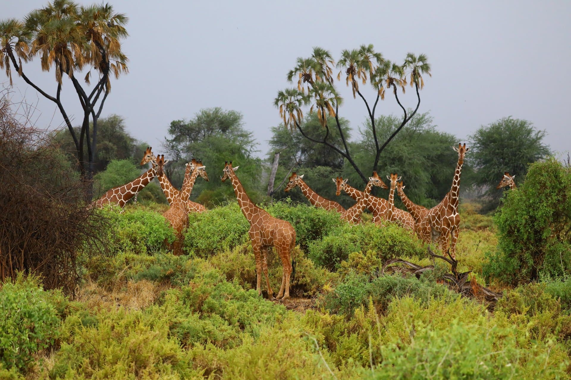 Giraffes in Akagera
