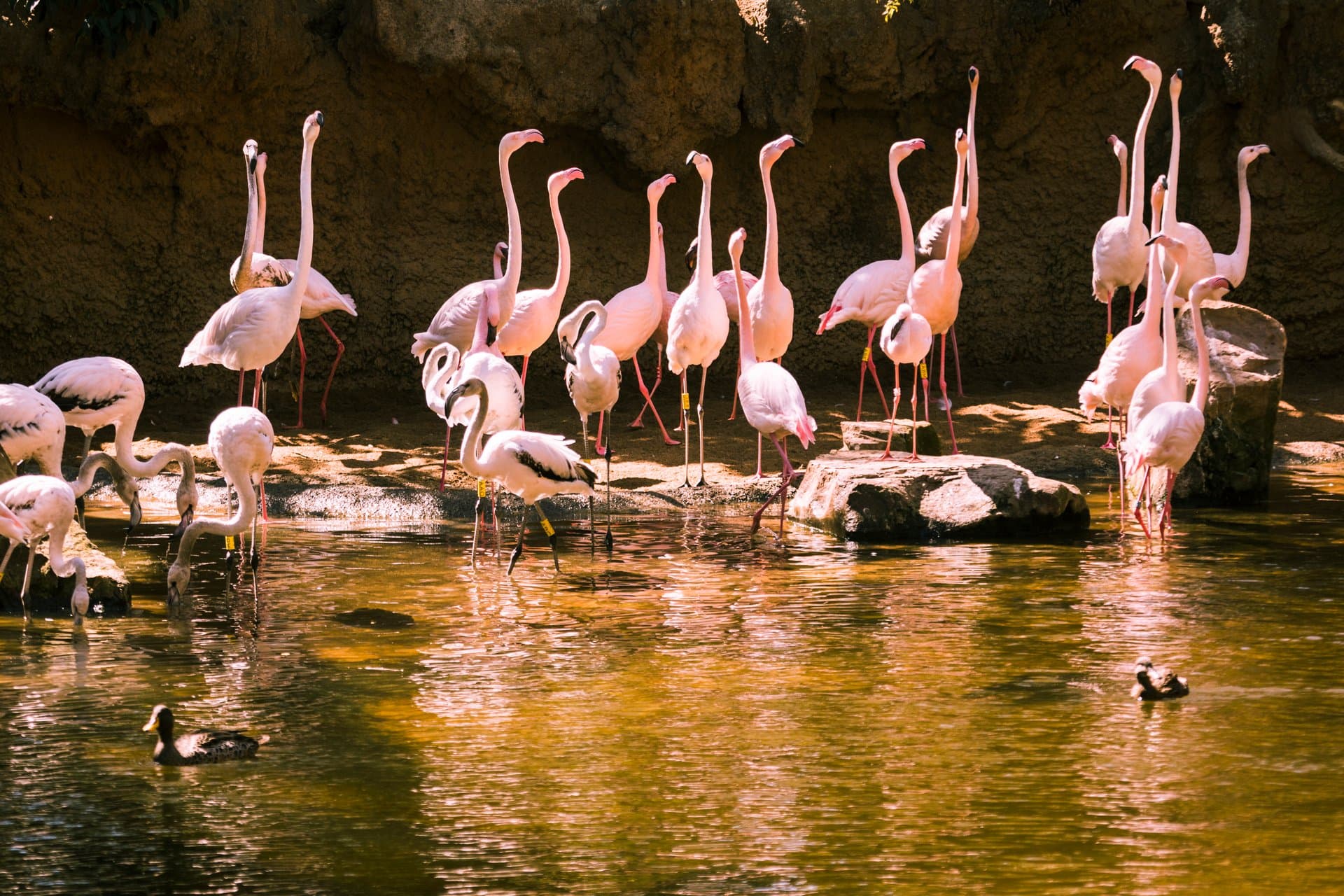 Flamingos in Nakuru