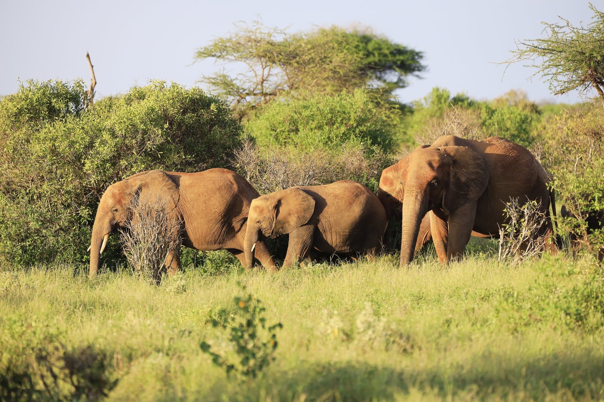 Wildlife adventure in East Africa