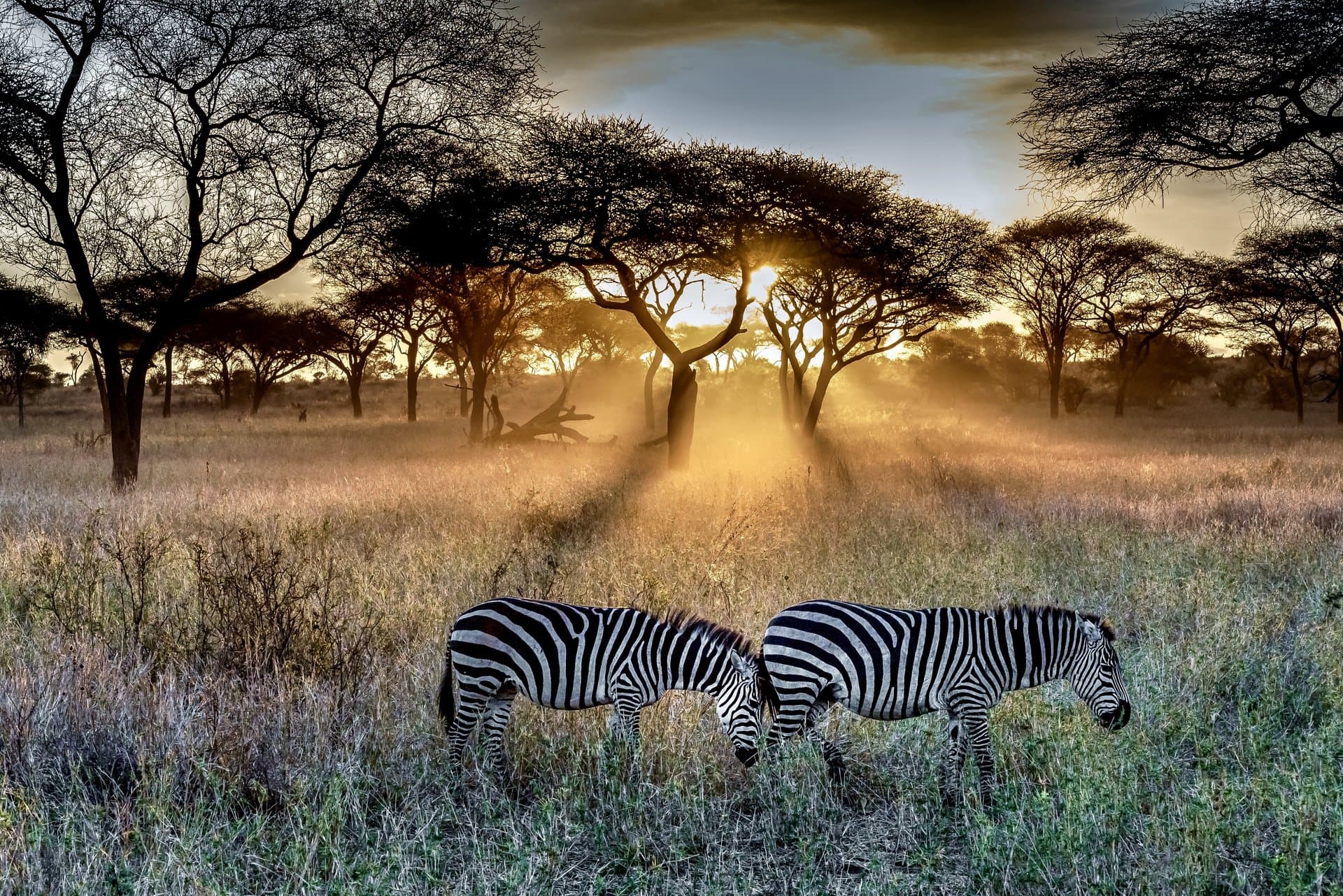 Serengeti Plains