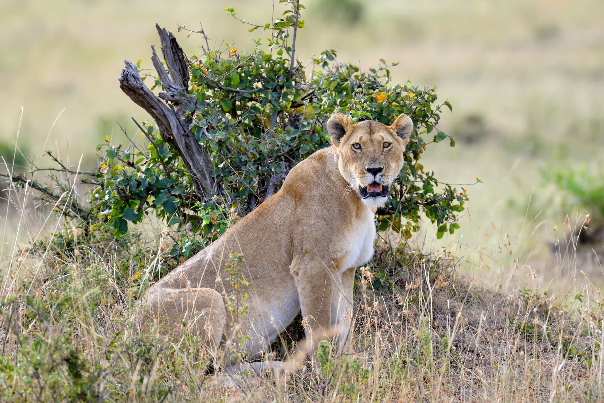 Lion in Serengeti