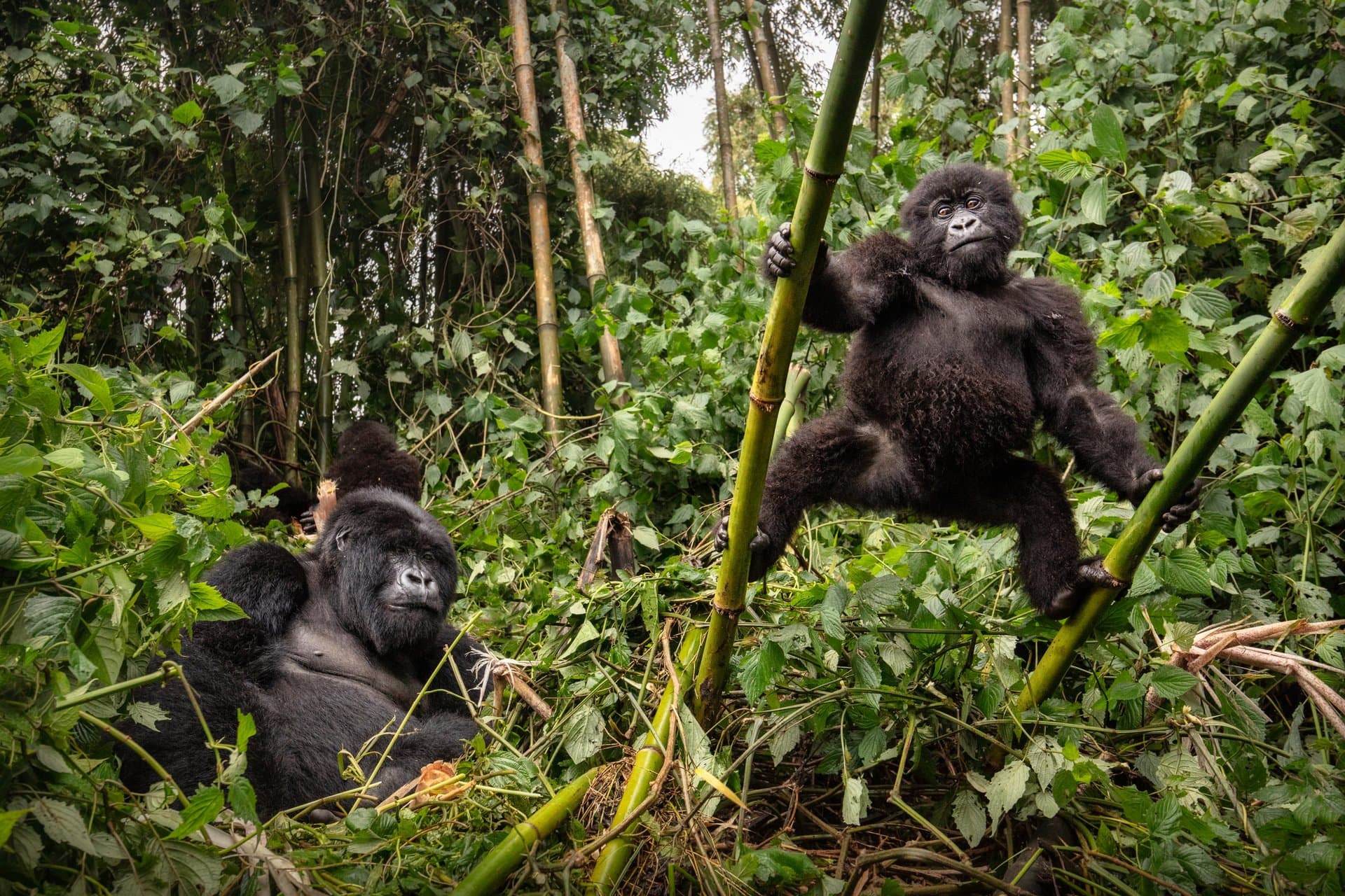 Mountain gorillas in Bwindi